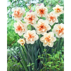 Narciso de doble flor, narciso 'Delnashaugh' - paquete grande - 50 piezas