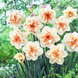 Narcis dvojkvetý, narcis 'Delnashaugh' - veľké balenie - 50 ks