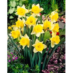 Daffodil, Narcissus Magnet - paket besar! - 50 buah - 