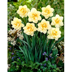 Daffodil, narcissus Manly - paket besar! - 50 buah - 