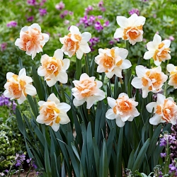 Daffodil, narcissus 'Replete' - confezione grande - 50 pz