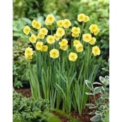 Daffodil, narciso 'Sun Disc' - confezione grande - 50 pz