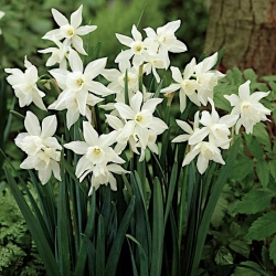 Daffodil, narcissus Thalia - pakej besar! - 50 keping - 