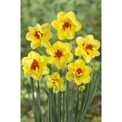 Narciso de doble flor, narciso 'Ascot' - paquete grande - 50 piezas