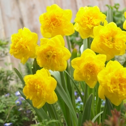 Narcissus Eastertide berbunga ganda - paket besar! - 50 buah - 