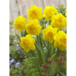 Narcissus Eastertide berbunga ganda - paket besar! - 50 buah - 