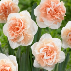 Kejutan Bunga Narsisus berbunga berganda - pakej besar! - 50 keping - 