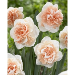Kejutan Bunga Narcissus Bunga Ganda - Paket Besar! - 50 buah - 