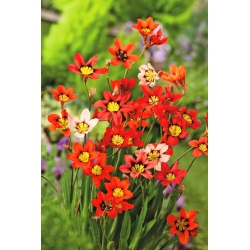 Fiore Arlecchino - colori assortiti - confezione grande! - 200 pezzi; Sparaxis - 