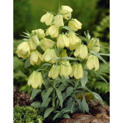 Sibirya fritillary - Fritillaria pallidiflora - büyük paket! - 10 parça; Fritillaria pallidiflora - 