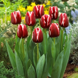 Tulip 'Armani' - stor pakke - 50 stk