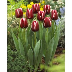 Tulip 'Armani' - pacote grande - 50 unidades