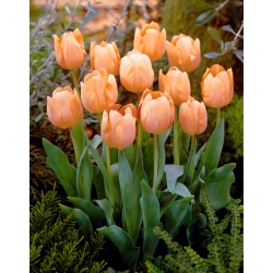Tulipan 'Apricot Beauty' - stor pakke - 50 stk.