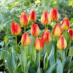 'Banja Luka' tulip - large package - 50 pcs