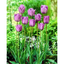 Tulip Blue Aimable - великий пакет! - 50 шт - 