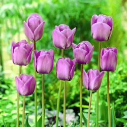 Tulip Blue Aimable - แพ็คเกจใหญ่! - 50 ชิ้น - 