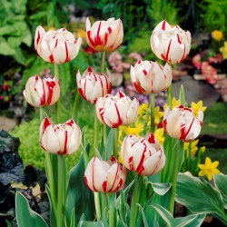 Tulip Carnaval de Nice - paket besar! - 50 buah - 