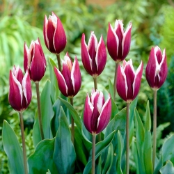 Tulip 'Chansonette' - pacote grande - 50 unidades