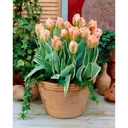 Tulip China Town - grand paquet - 50 pieces