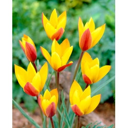Tulipano 'Chrysantha' - confezione grande - 50 pz - 