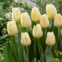 Tulipan 'Na zdravje' - velika embalaža - 50 kosov