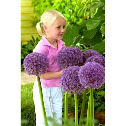 Ornamental onion Round 'n Purple - large package! - 10 pcs