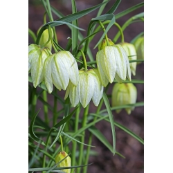 White-flowered snake's head fritillary - large package! - 50 pcs; snake's head, chess flower, frog-cup, guinea-hen flower, guinea flower, leper lily, Lazarus bell, chequered lily, drooping tulip