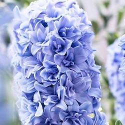 Giacinto 'Blue Tango' - fiore doppio - confezione grande - 30 pz
