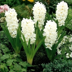 Hvidblomstret hyacint - 9 stk.