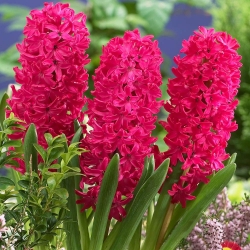Rödblommig hyacint - 9 st