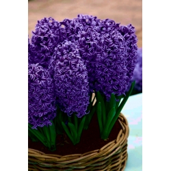 Jacinto de flores azul marino - 9 piezas - 