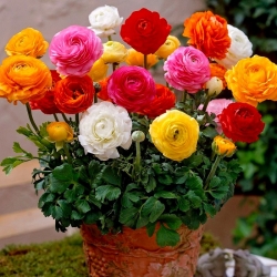 İran düğün çiçeği, saksı çeşidi - Tomer - büyük paket! - 100 adet - 