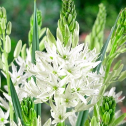 Biele kammy 'Alba' - veľké balenie - 20 ks; Indický hyacint, kamaš, divoký hyacint