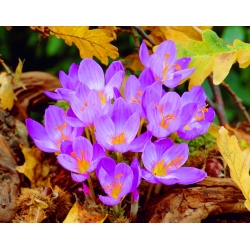 Crocus Speciosus mùa thu - gói lớn! - 100 chiếc; saffron saffron, phụ nữ khỏa thân - 