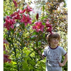 Tree lily - Hoàng tử tím - gói lớn! - 10 chiếc - 