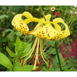 Tiger lily - Yellow Tiger - large package! - 10 pcs