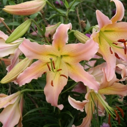 Tree lily - Elusive - large package! - 10 pcs