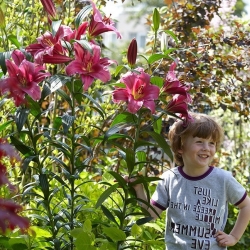 Tree lily - Hoàng tử tím - gói lớn! - 10 chiếc - 