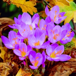 Crocus Speciosus mùa thu - gói lớn! - 100 chiếc; saffron saffron, phụ nữ khỏa thân - 