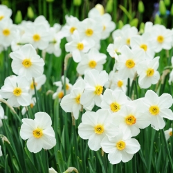 Penyair daffodil Recurvus - pakej besar! - 50 biji; narsisis penyair, nargis, mata burung, bunga findern, lily pinkster - 