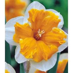 Daffodil, Narcissus Orangery - paket besar! - 50 buah - 