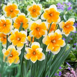 Daffodil, narcissus Orangery - pakej besar! - 50 keping - 