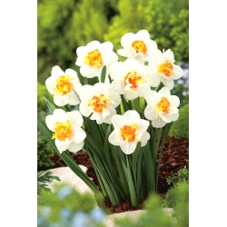 Narciso de doble flor, narciso 'Flower Drift' - paquete grande - 50 piezas