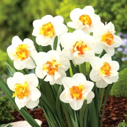 Narciso de doble flor, narciso 'Flower Drift' - paquete grande - 50 piezas
