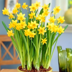 Daffodil, narcissus Tete-a-Tete - pakej besar! - 50 keping - 