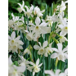 Daffodil, narcissus Thalia - pakej besar! - 50 keping - 