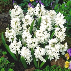 Striped squill - Puschkinia alba - large package - 100 pcs; Lebanon squill