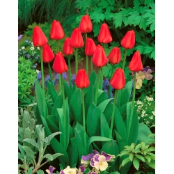 Tulip Apeldoorn - gói lớn! - 50 chiếc - 