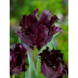 Tulipa 'Black Parrot' - pacote grande - 50 unidades