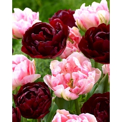 Karmínová a svetloružová sada tulipánov - 2 odrody - 50 ks